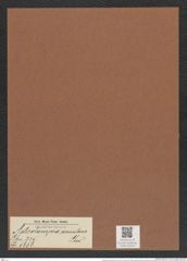 Asterolampra aemulans Grev. (de-Toni-Nr.: Genus 235, Species 5656) Zeichnungen Sammlung Grunow Mappe 05216 (Herbarium_W_Grunow_drawings_Folder_05216)